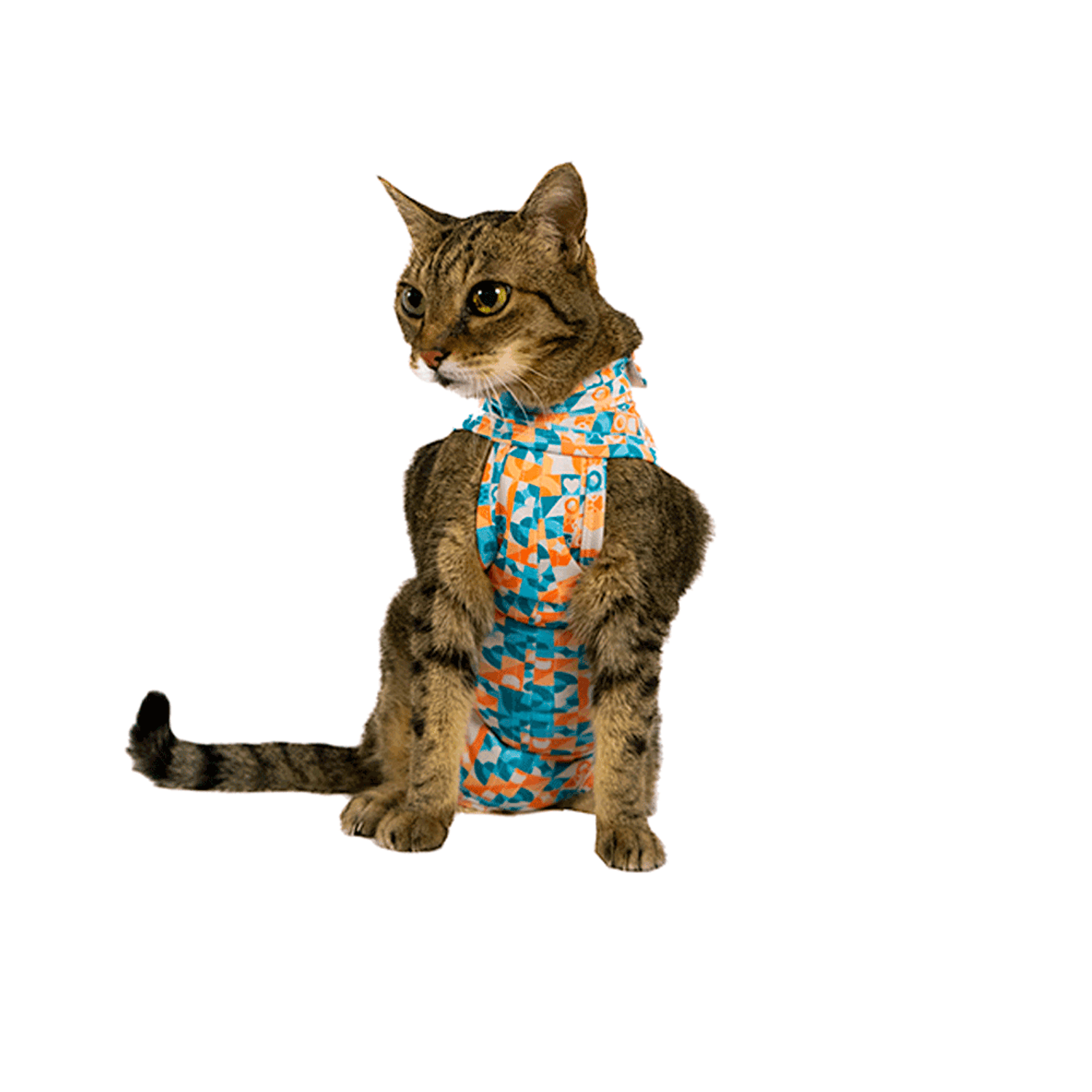 Roupa-Pos-Cirurgica-Elastic-Gato-Zetta-Pet