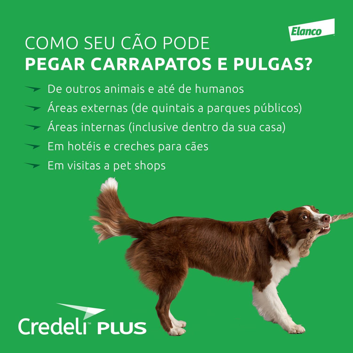 Como seu cão pode pegar carrapatos e pulgas?