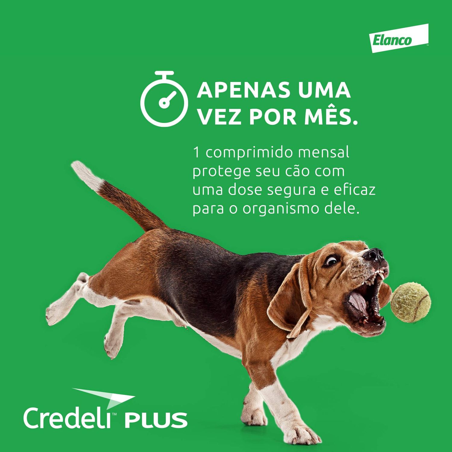 Um comprimido por mês protege seu cão