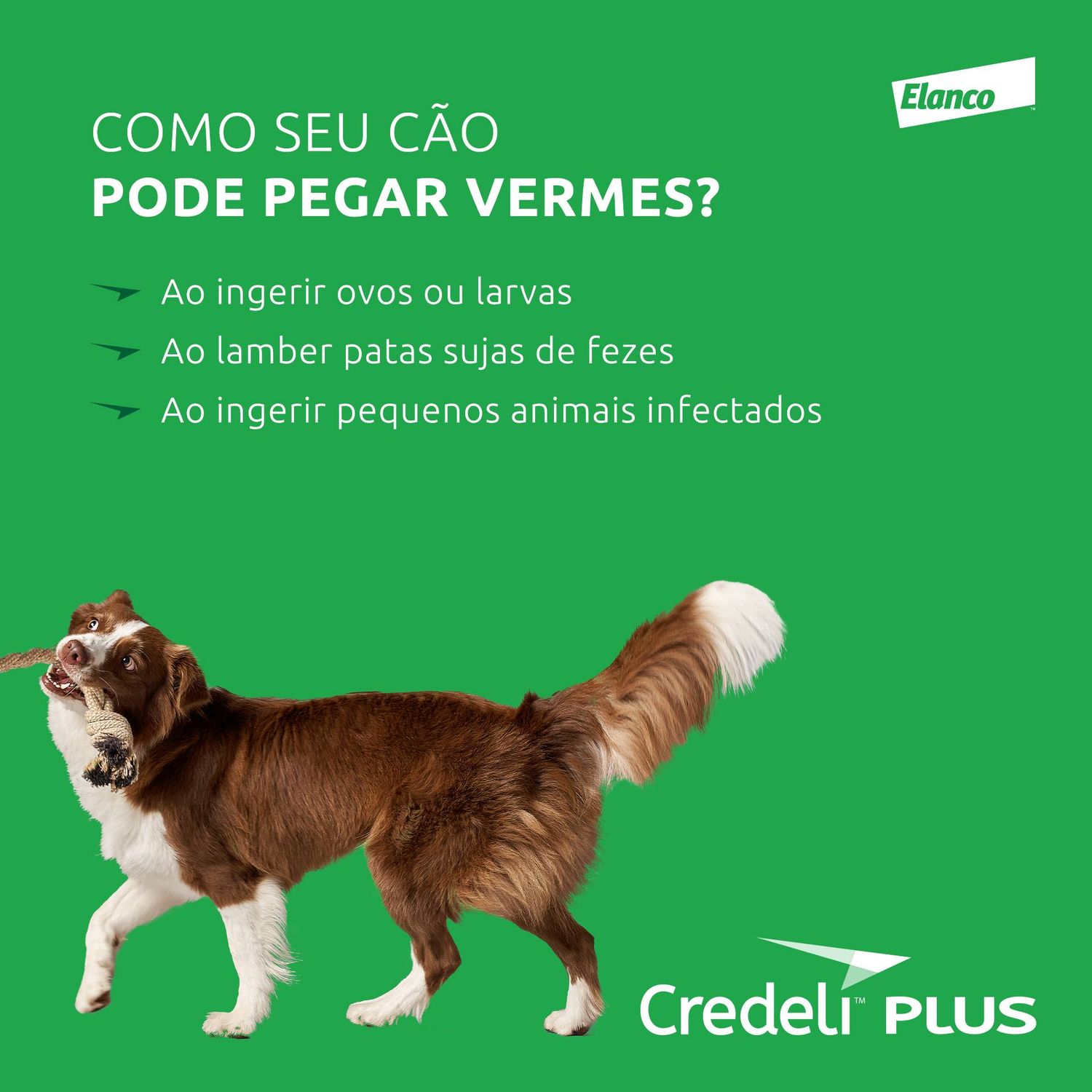Como seu cão pode pegar vermes?