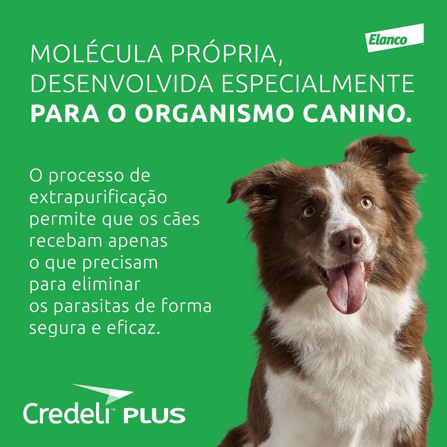 Molécula desenvolvida especialmente para o organismo dos cães