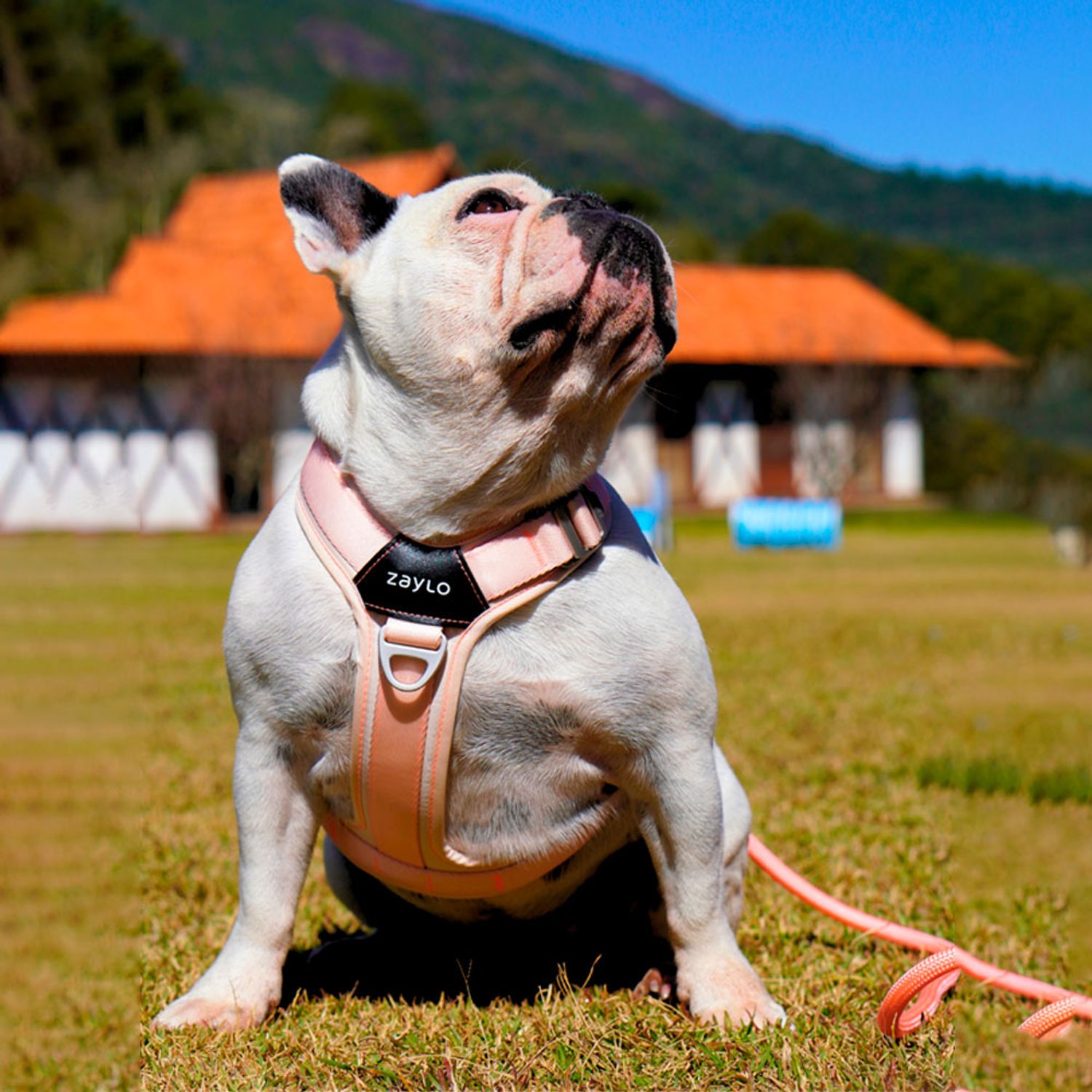 Cachorro com o Peitoral para Cães Ozy.Vest Zaylo Rosa