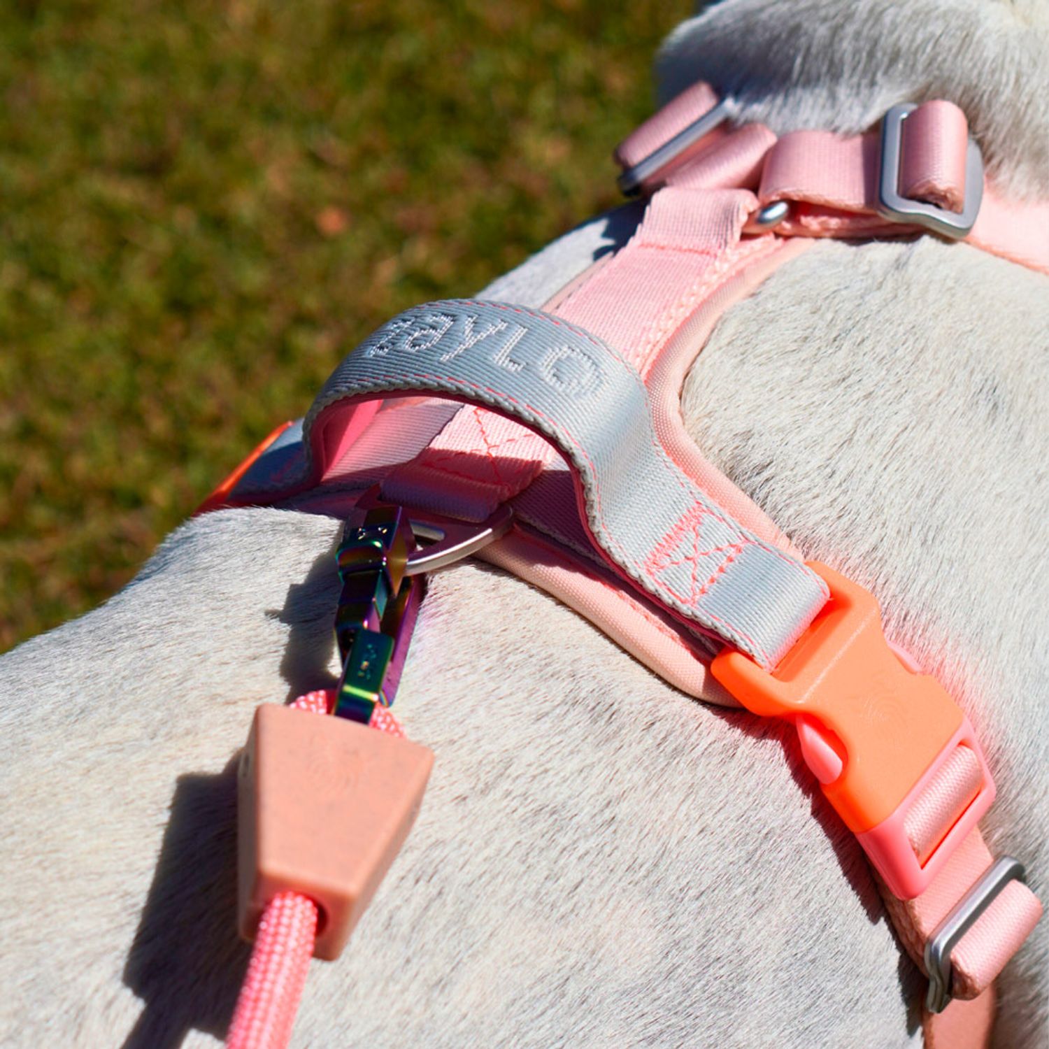 Cachorro usando o Peitoral para Cães Ozy.Vest Zaylo Rosa