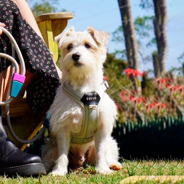 Cachorro usando o Peitoral para Cães Ozy.Vest Zaylo Cinza