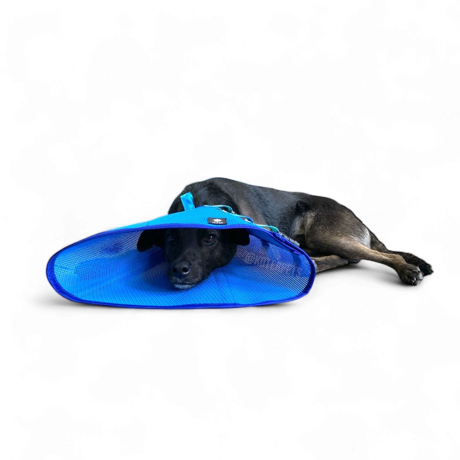 Colar Koter Azul no cachorro
