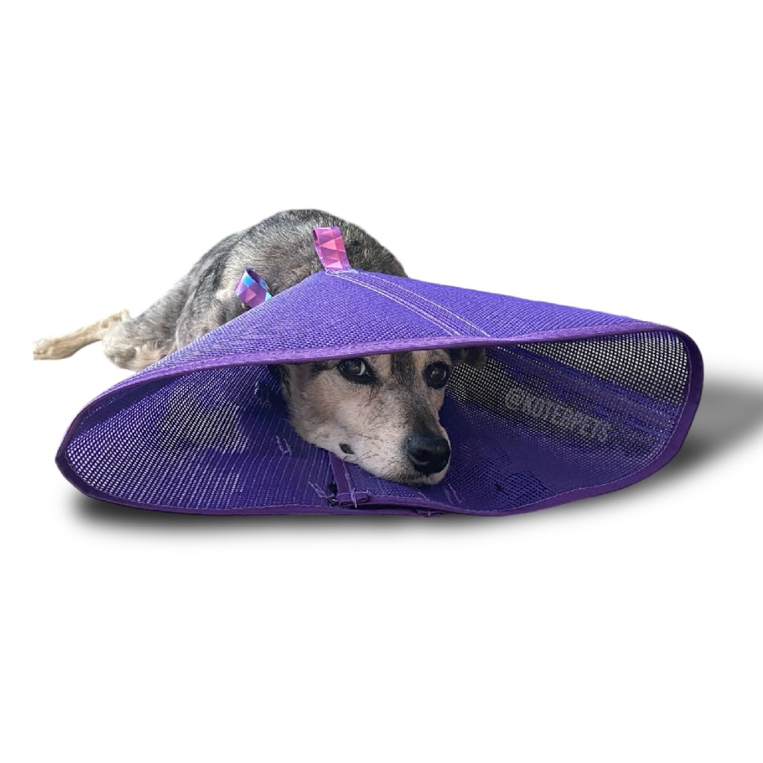 Colar Koter roxo no cachorro