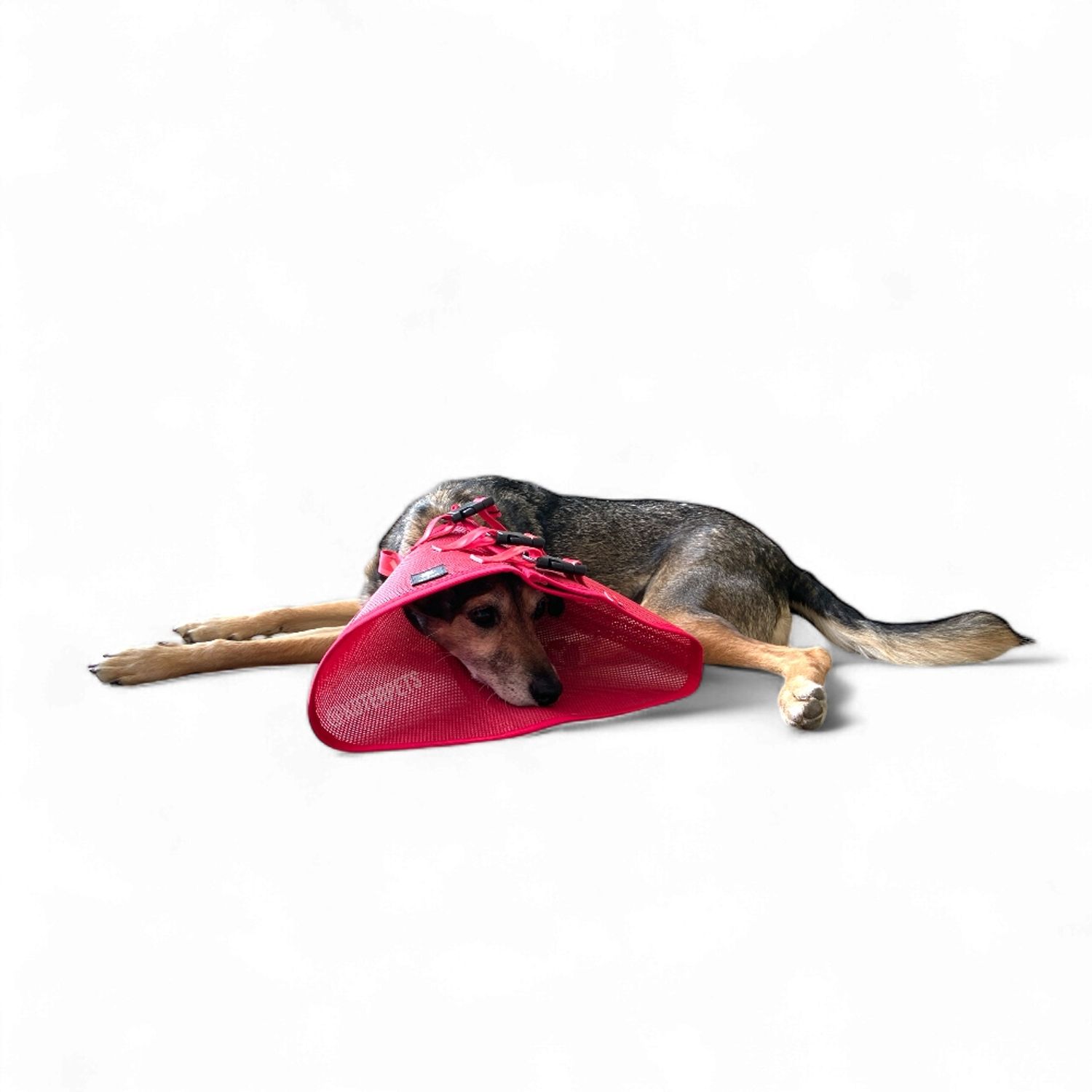 Colar Koter vermelho no cachorro