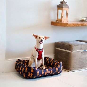 Cachorro-usando-a-Cama-Abacaxi-para-Caes-e-Gatos-Fabrica-Pet