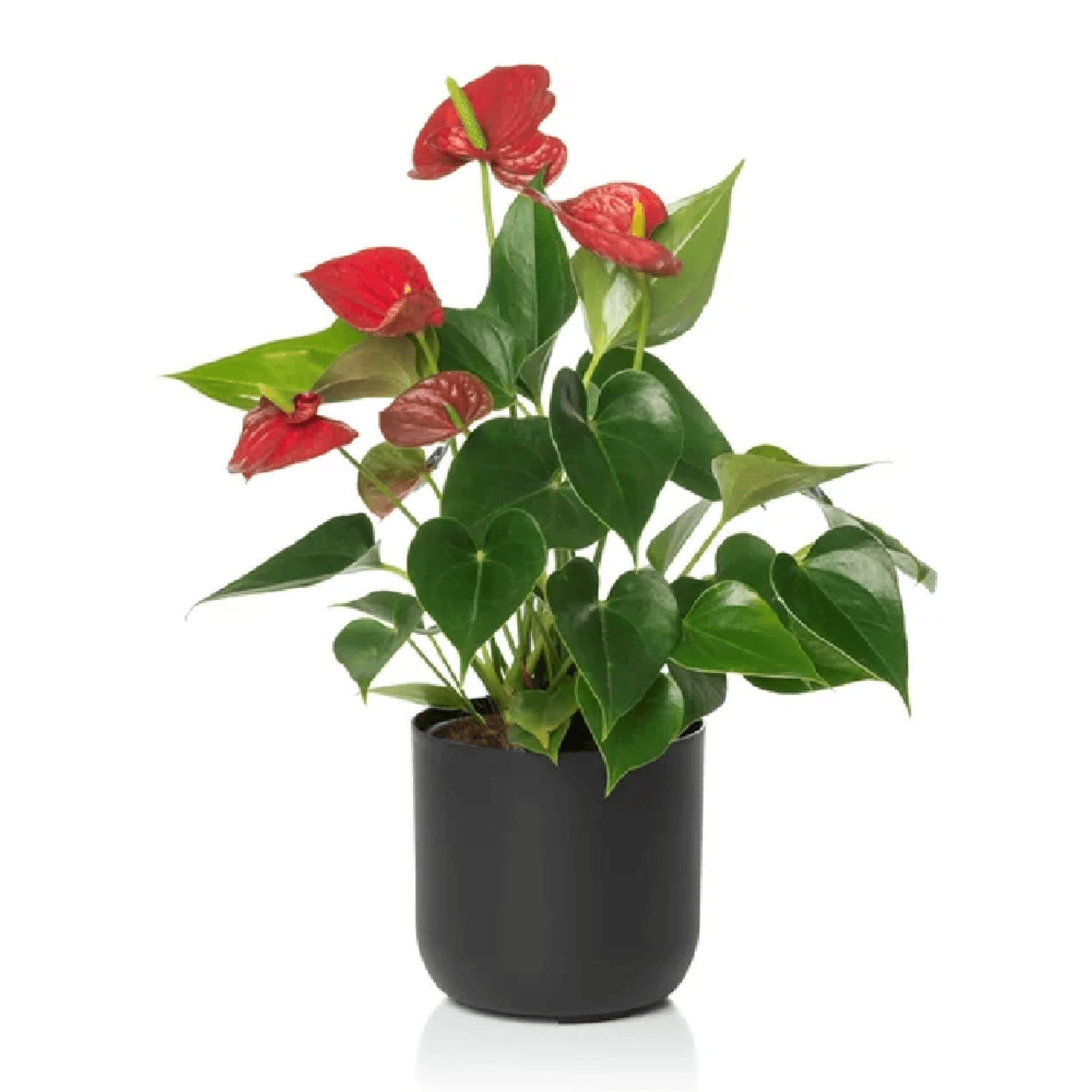 Cachepo-Due-Vasos-Raiz-Preto-Fosco-N°2-com-planta