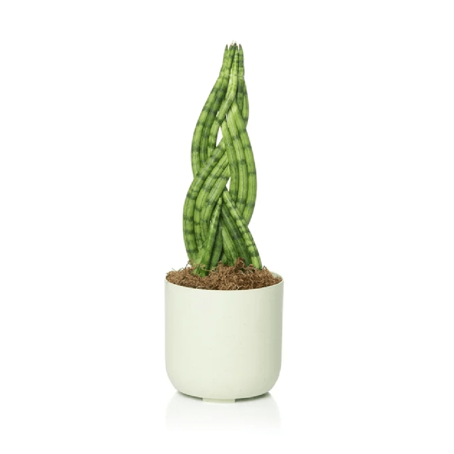 Cachepo-Due-Vasos-Raiz-Calcario-N°2-com-Planta