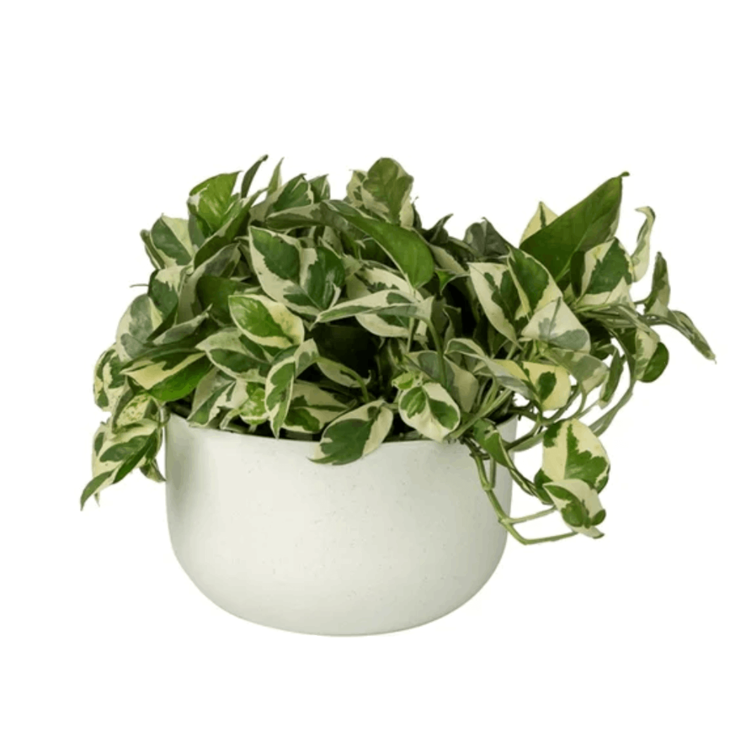 Cachepo-Cuia-Due-Vasos-Raiz-Calcario-N°6-com-Planta