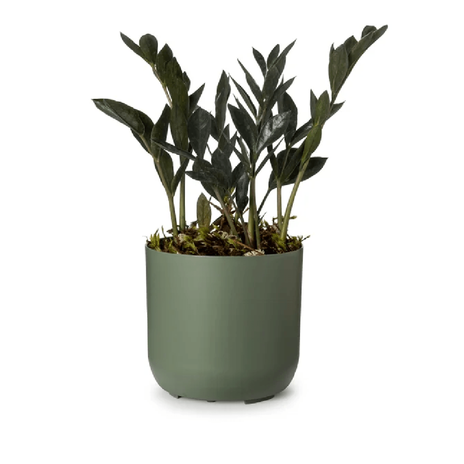 Cachepo-Due-Vasos-Raiz-Verde-Militar-N°2-com-Planta
