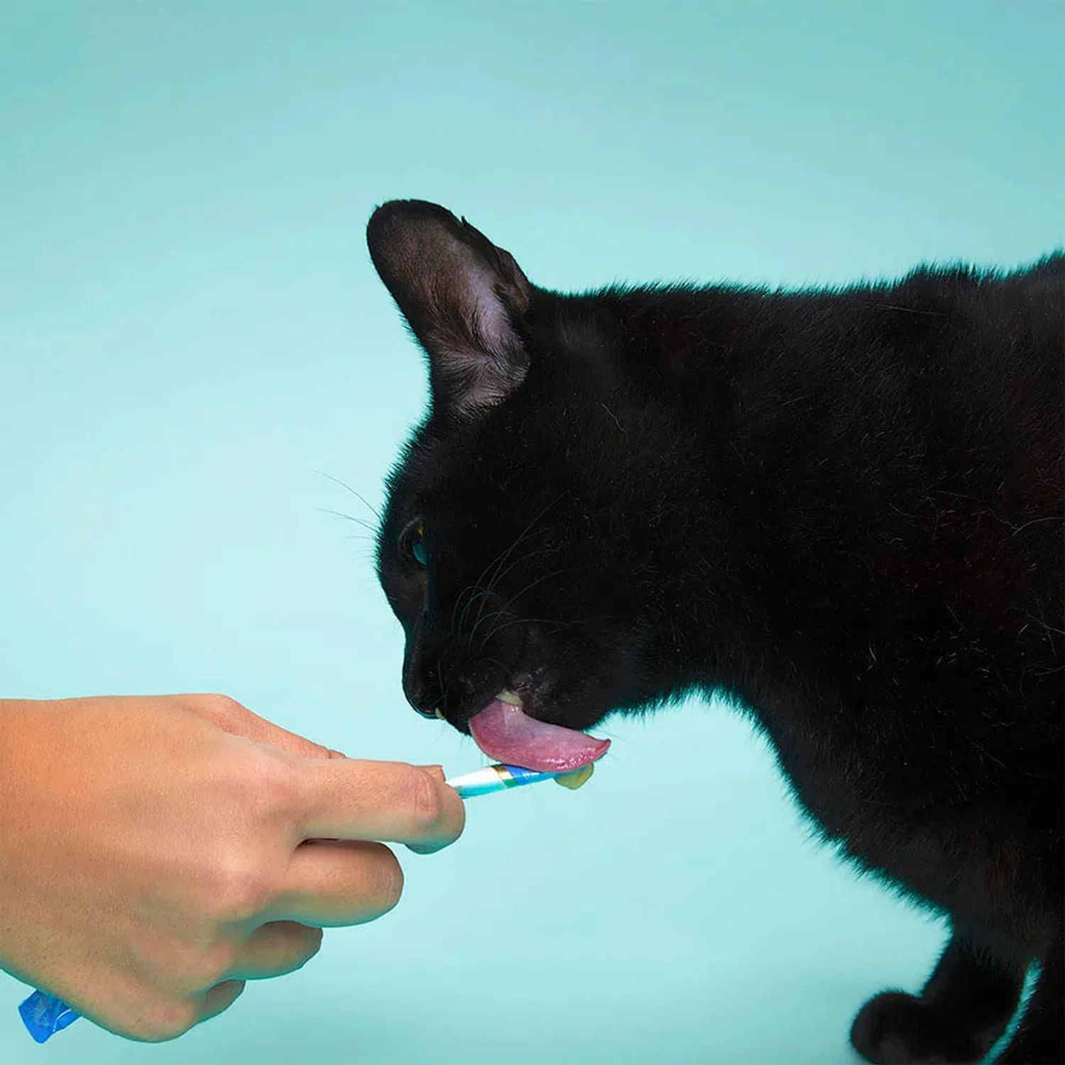 Petisco-Churu-Atum-e-Salmao-gato-comendo