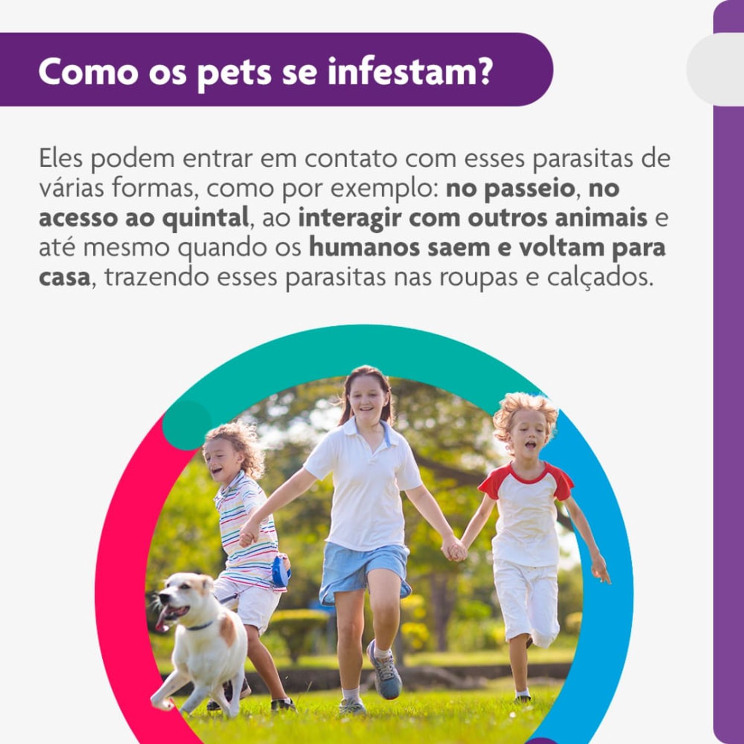 Como-os-pets-se-infestam-