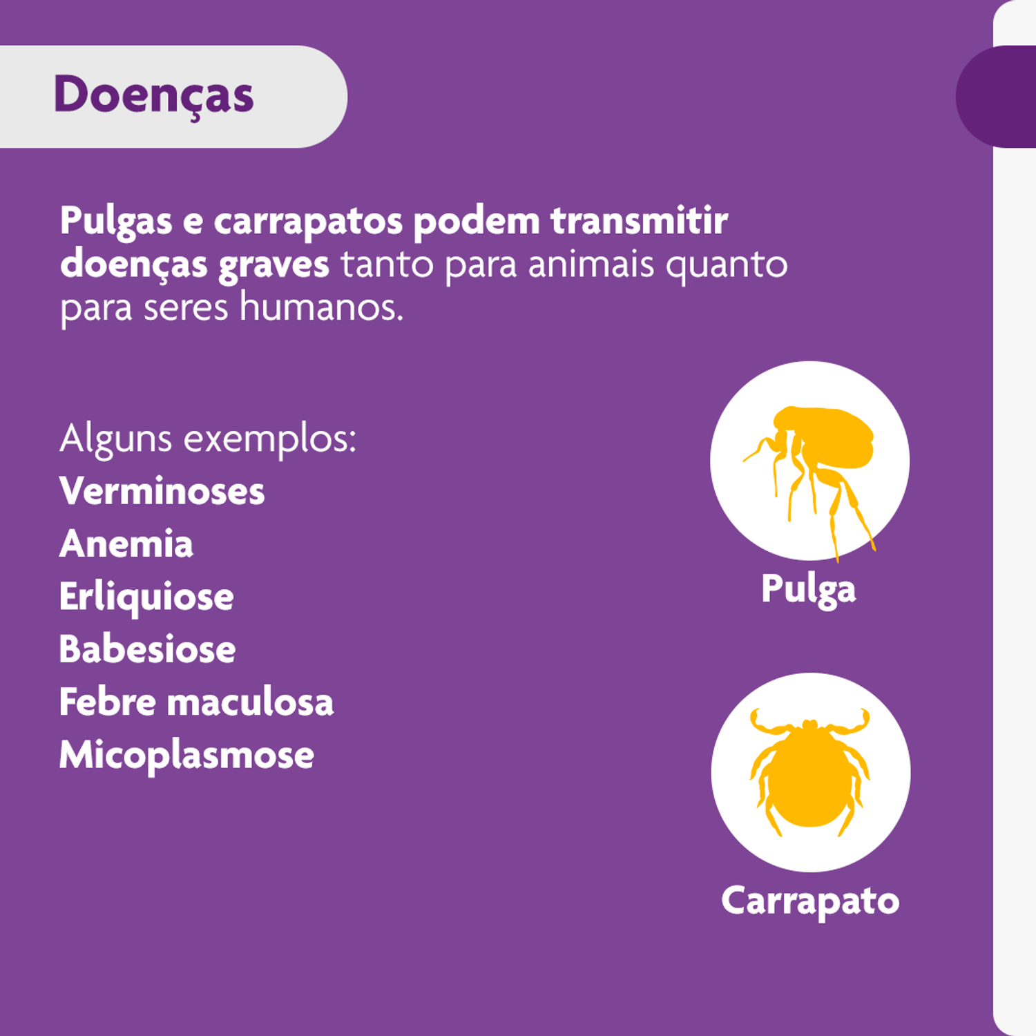Pulgas-e-carrapatos-transmitem-doencas
