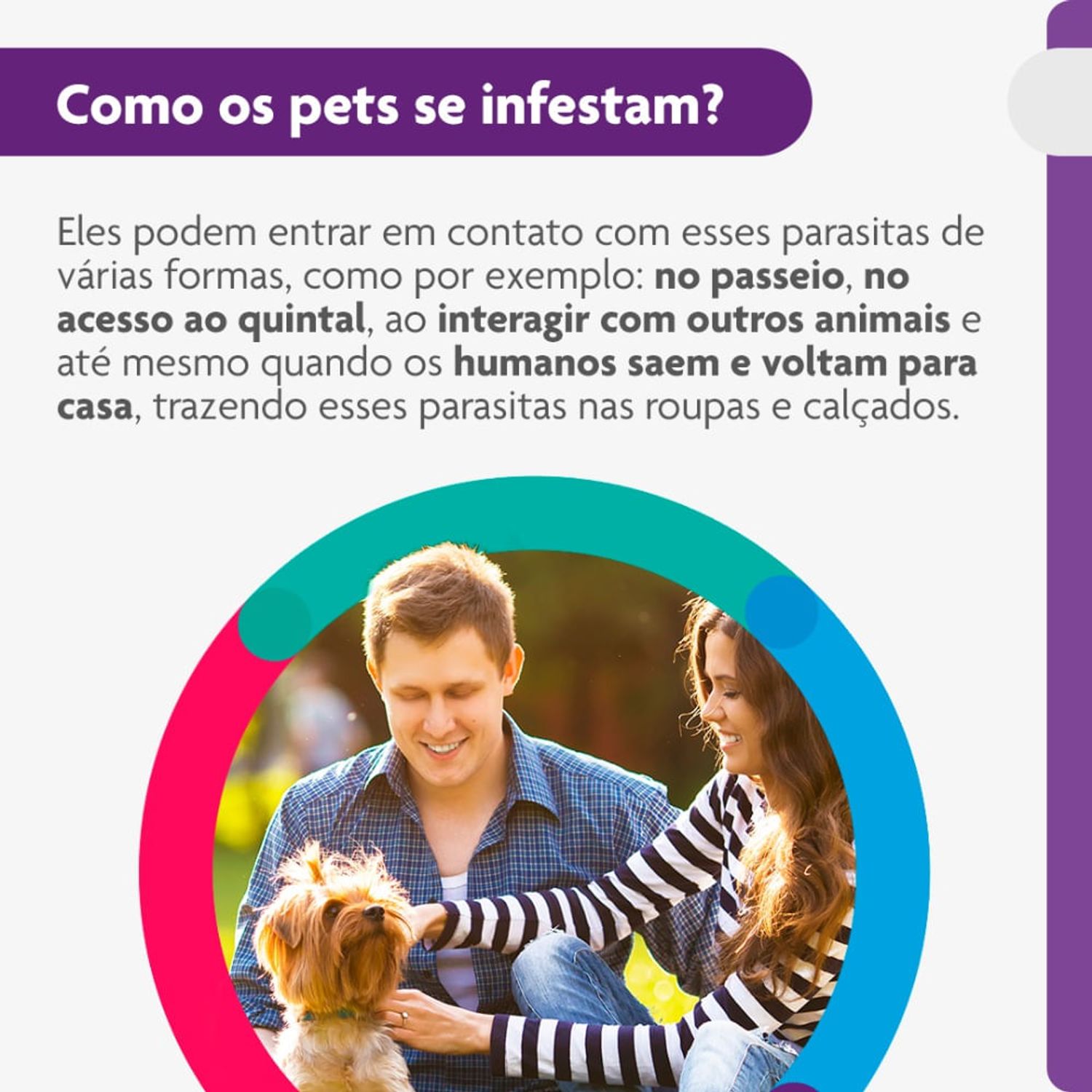 Como-os-pets-se-infestam