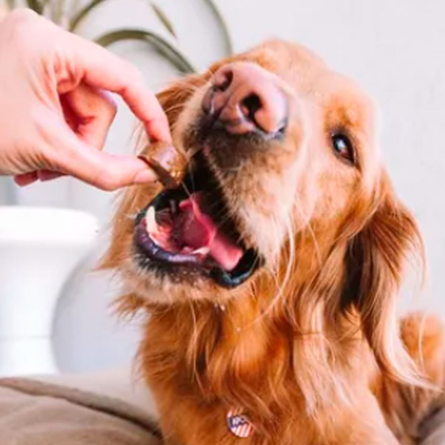 Cachorro-comendo-Bravecto