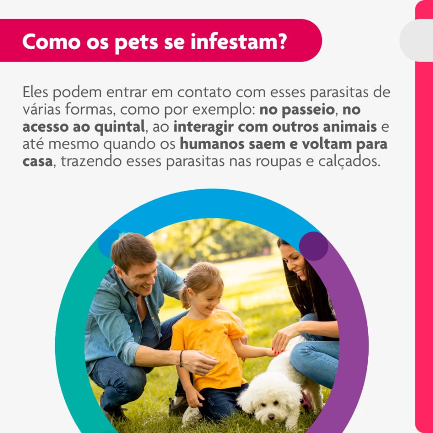 Como-os-pets-se-infestam-