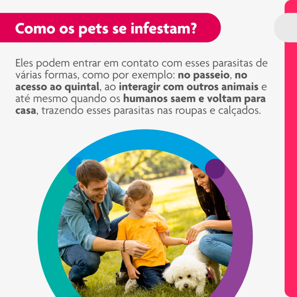 Antipulgas Bravecto Transdermal Cães 4,5 a 10kg
