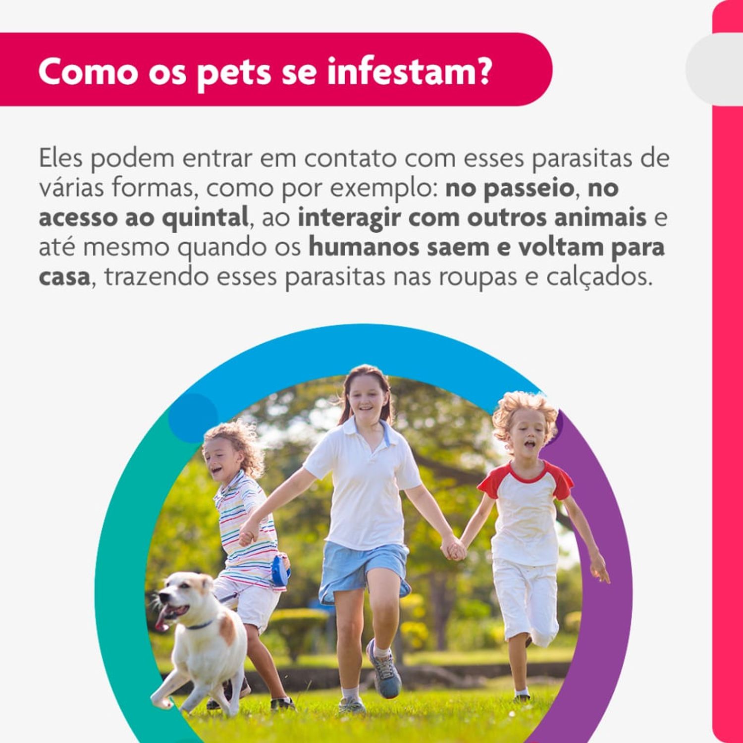 Como-os-pets-se-infestam-