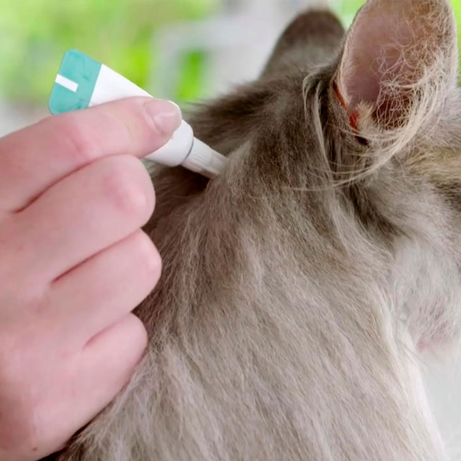 Aplicando-Bravecto-na-nuca-do-gato