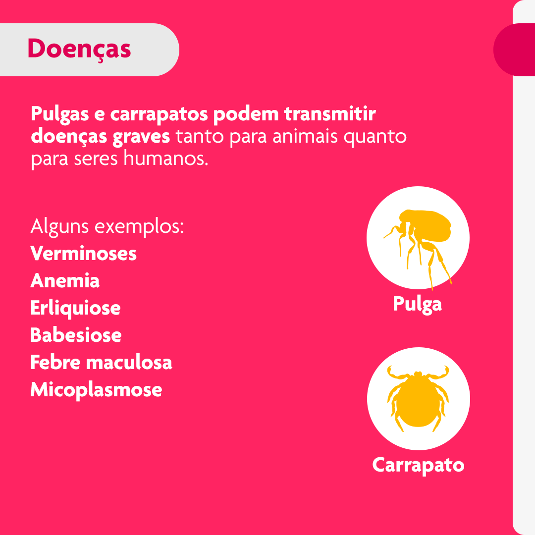 Antipulgas Bravecto Transdermal Cães 2 a 4,5 kg