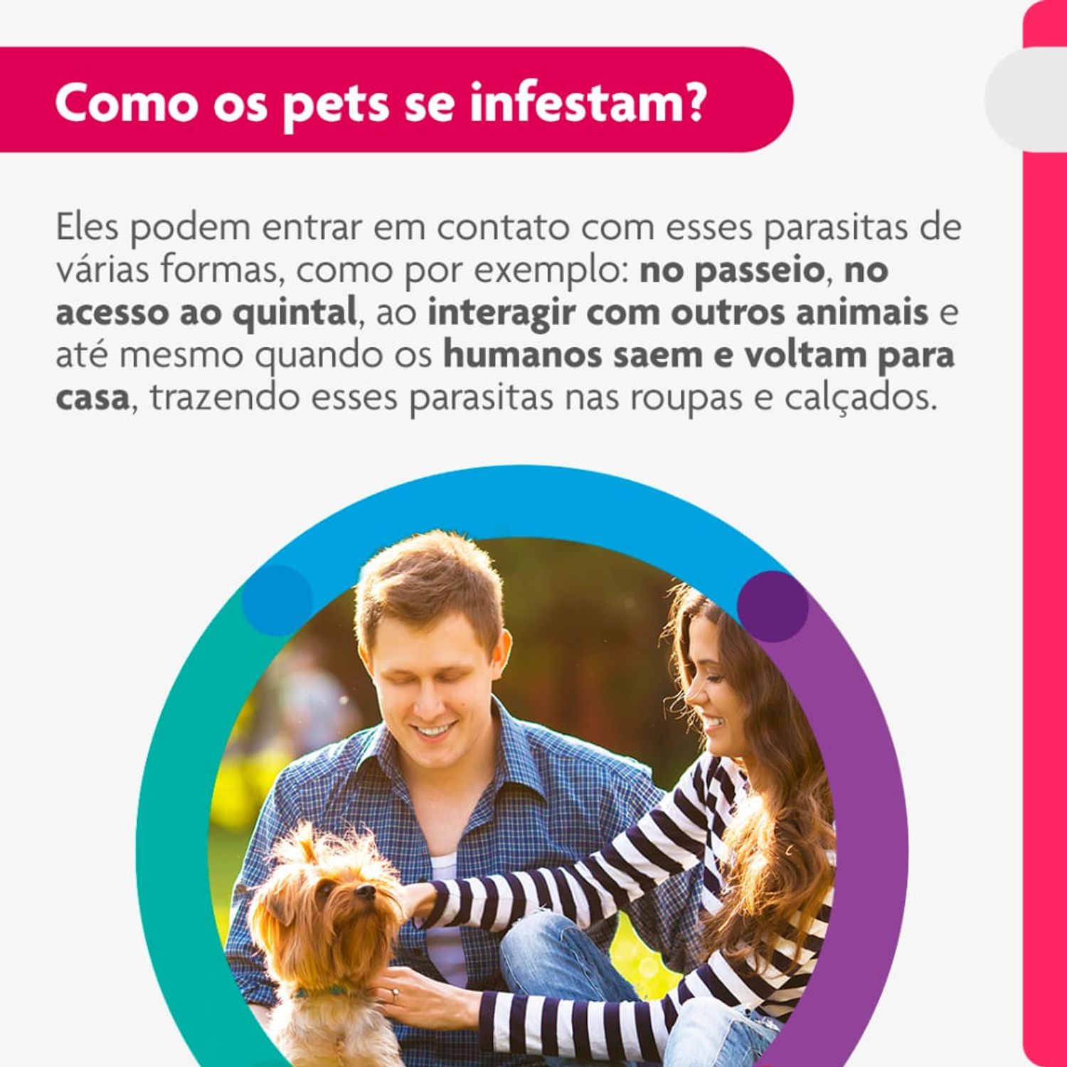 Como-os-pets-se-infestam-