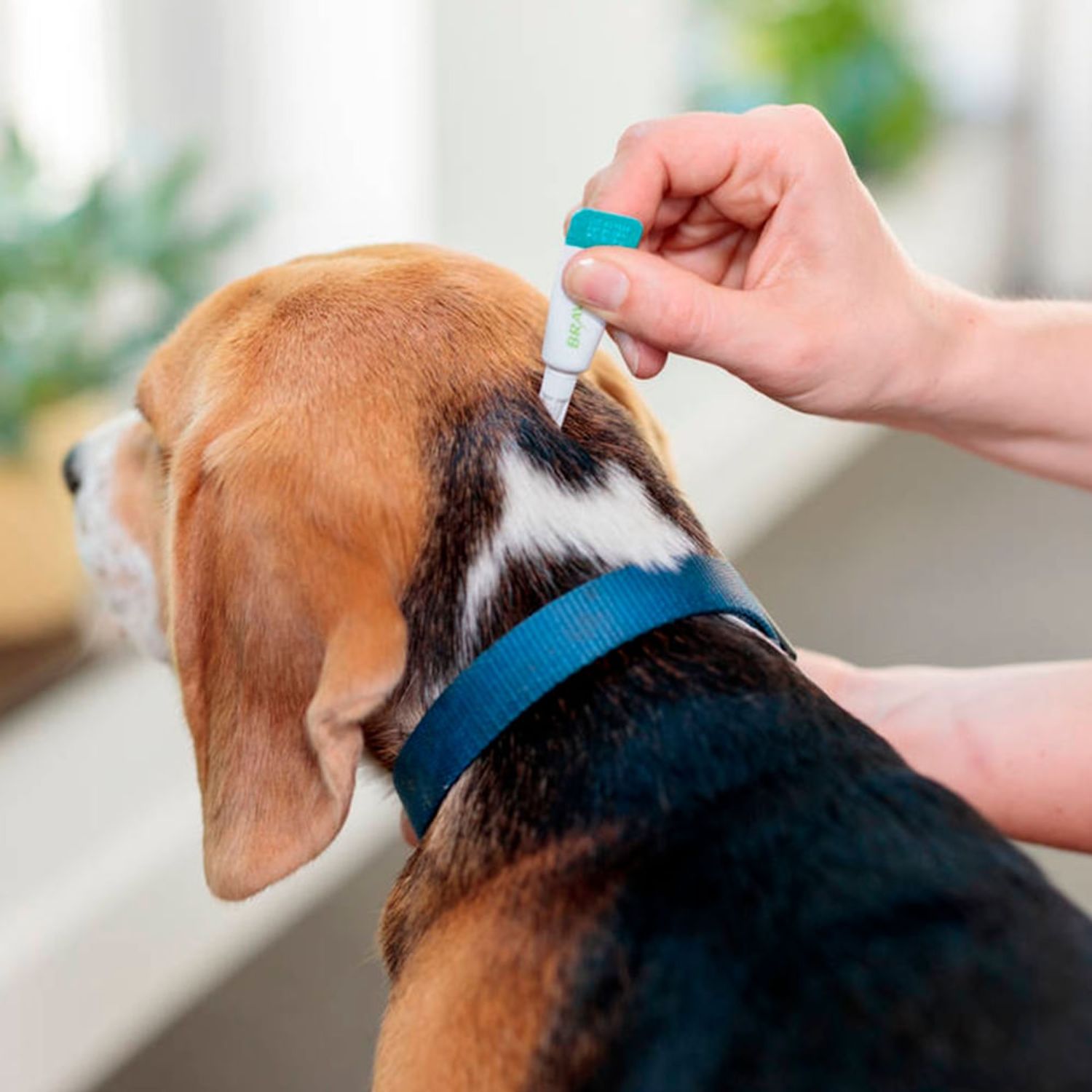 Aplicando-Bravecto-Transdermal-no-cachorro