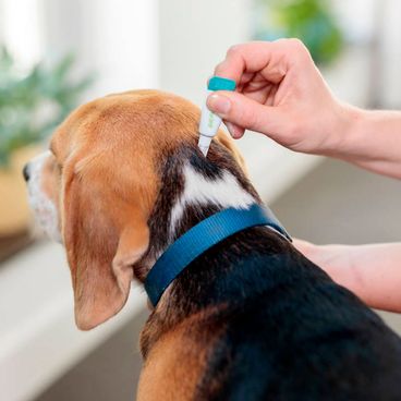 Aplicando-Bravecto-Transdermal-no-cachorro