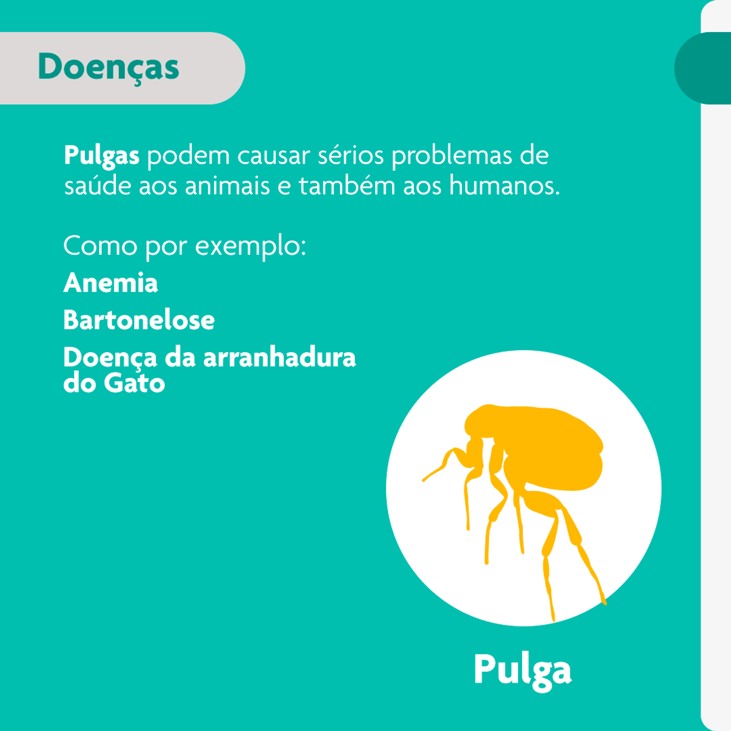 Pulgas-podem-causar-serios-problemas