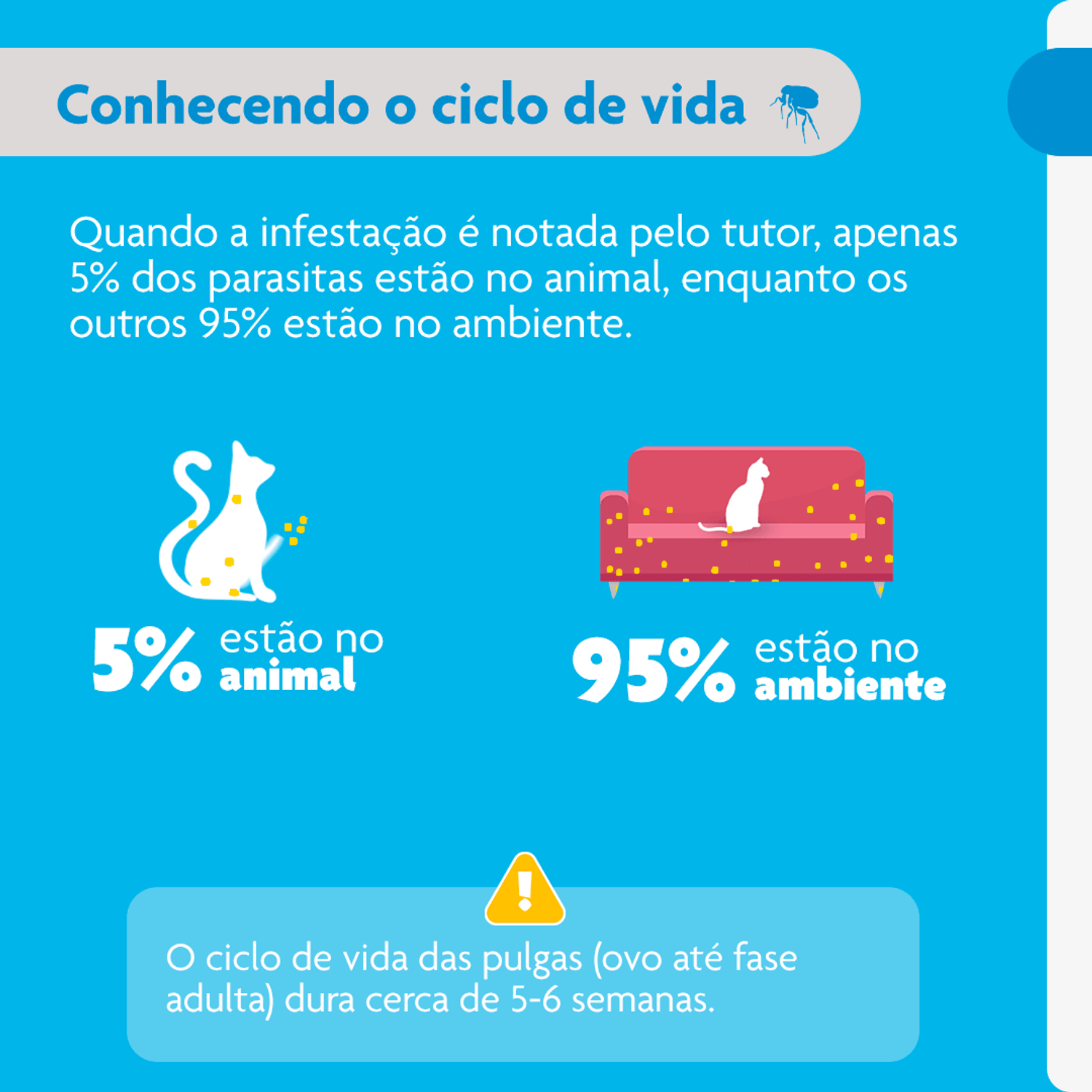 Conhecendo-o-ciclo-de-vida-das-pulgas