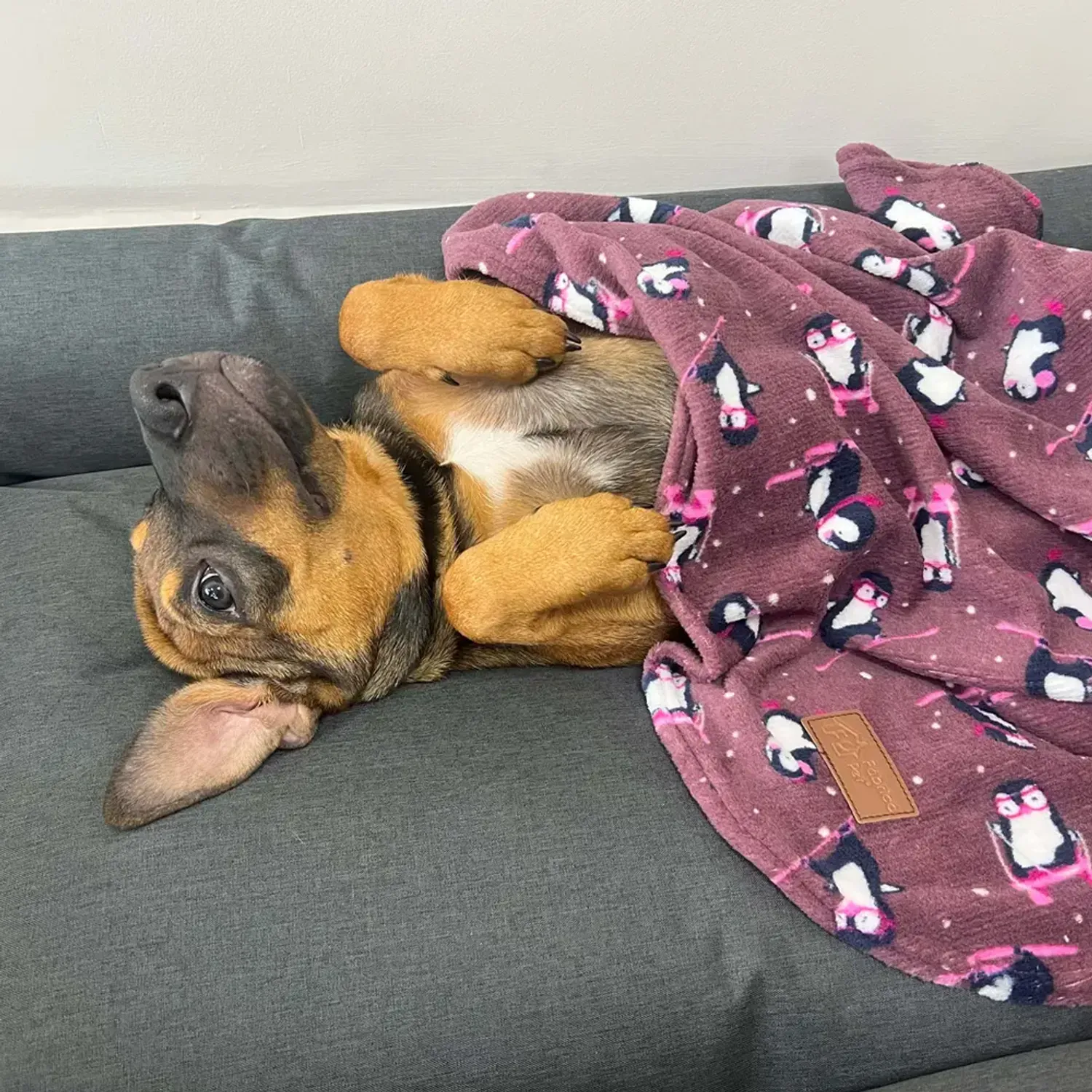 Cobertor-Ultra-Soft-Pinguim-Usando.webp