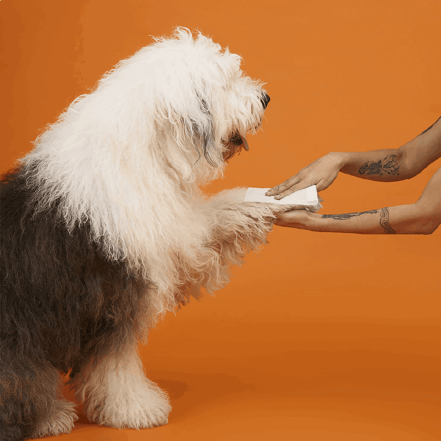 Lenco-Umedecido-Caes-e-Gatos-MyHug-50-unidades-ambientada-