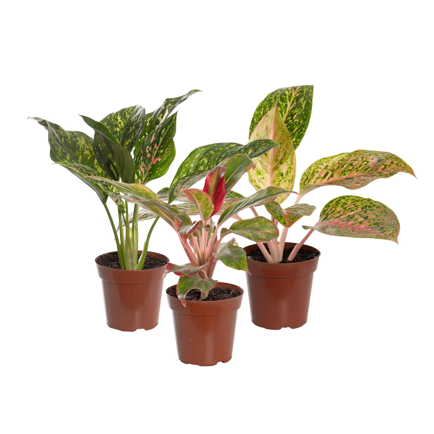 Aglaonema Variada Planta Natural Pote 12
