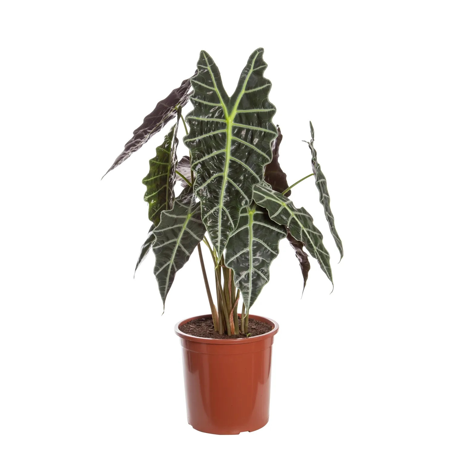 Alocasia-Amazonica-Planta-Natural-Pote-23