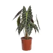 Alocasia Amazônica Planta Natural Pote 23