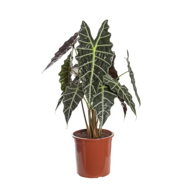 Alocasia Amazônica Planta Natural Pote 23 Único