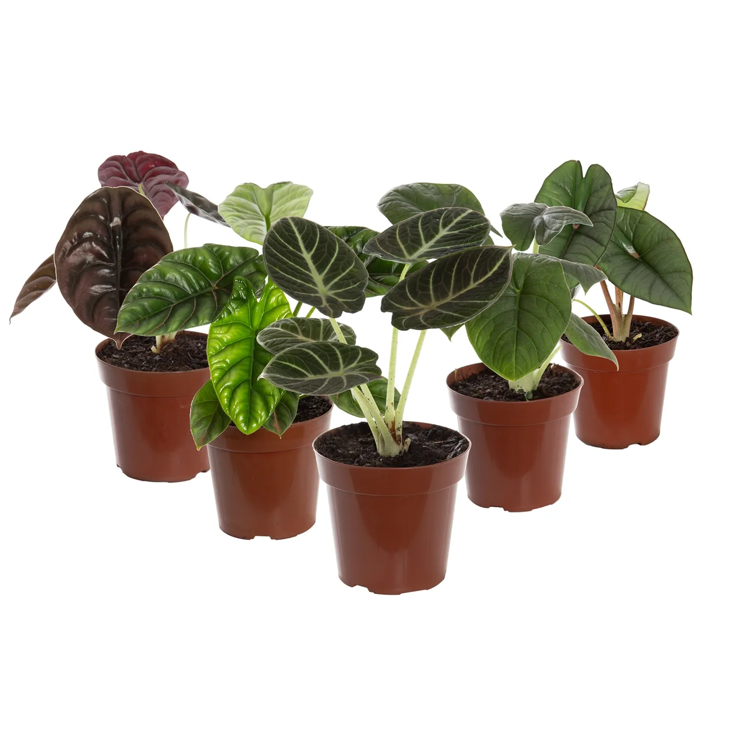 Alocasia-Variada-Planta-Natural-Pote-12.webp