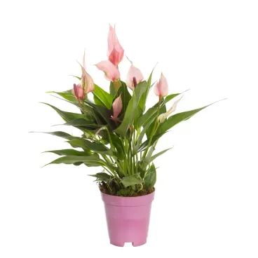 Anthurium-Lilli-Premium-Pote-09.webp