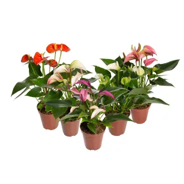 Anthurium-Mini-Variado-Pote-12.webp