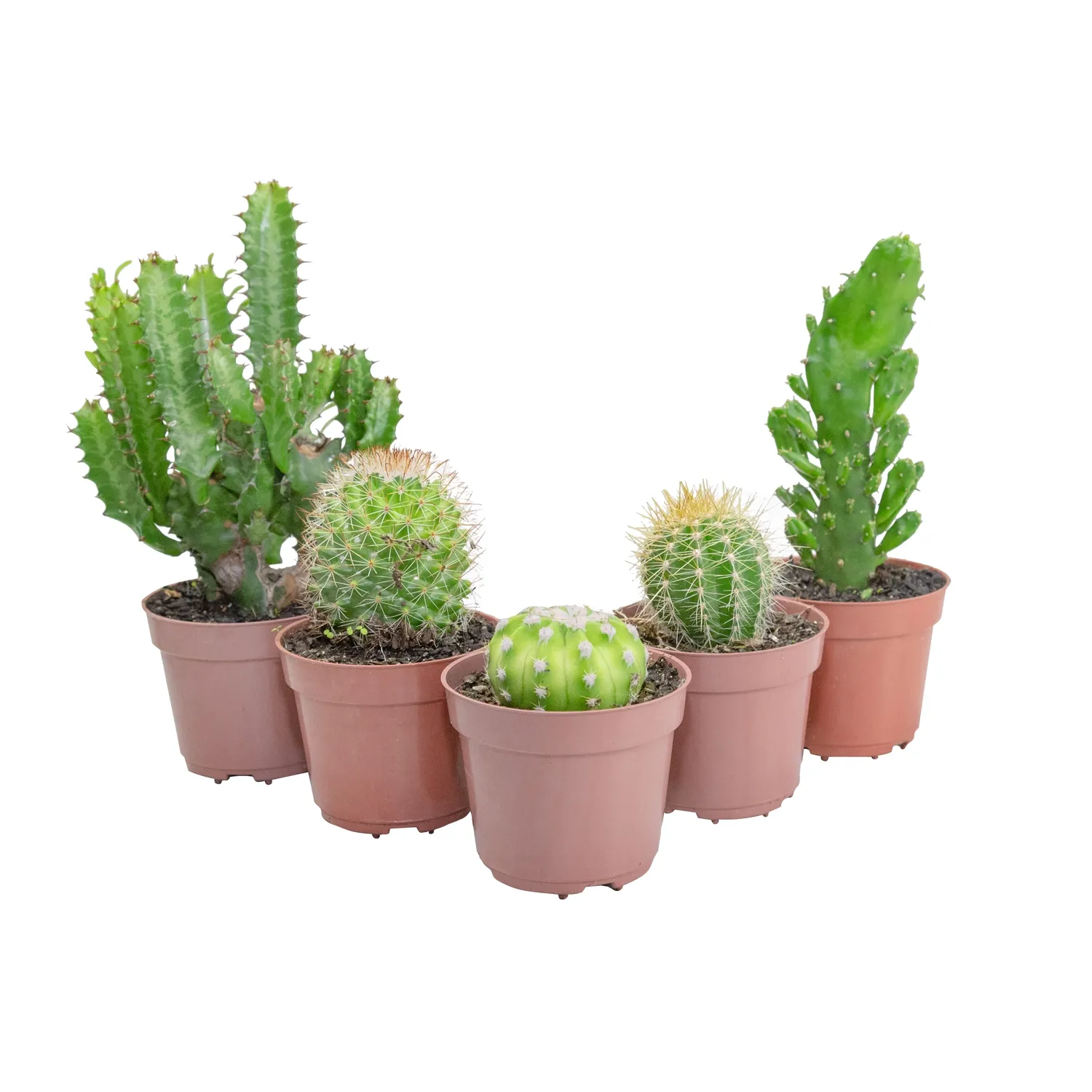 Cacto-Mini-Suculenta-Variado-Pote-09.webp