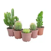 Cacto Mini Suculenta Variado Pote 09