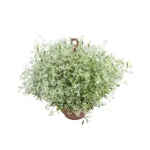Euphorbia Chamaesyce Kilimanscharo Branco Cuia 26