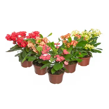 Euphorbia-Milii-Miliiana-Pote-11.webp