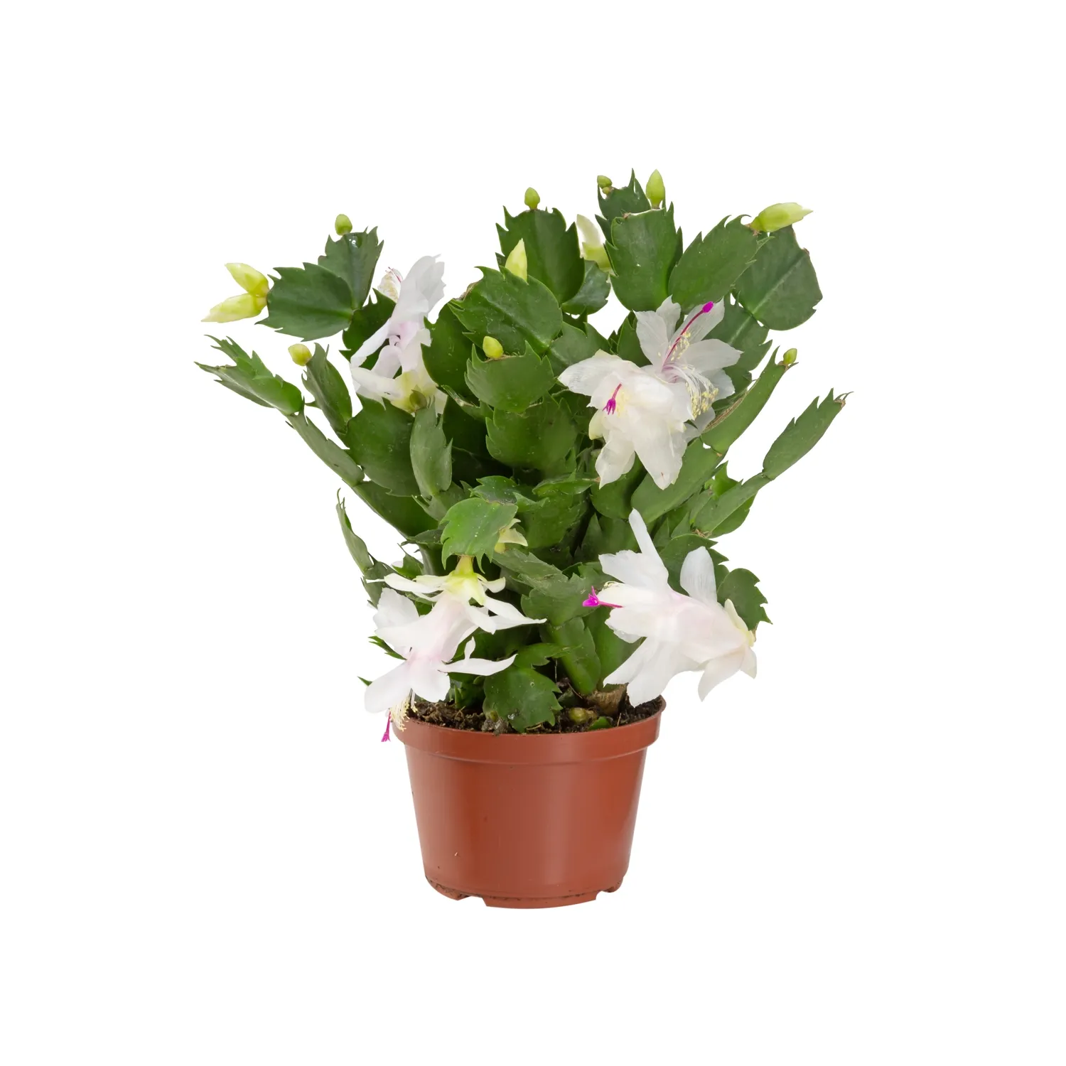 Flor-de-Maio-branca-Pote-11.webp