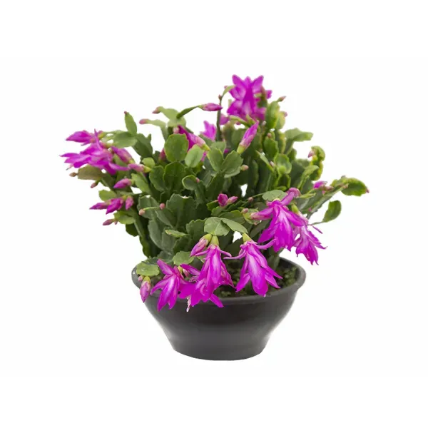 Flor de Maio - Schlumbergera Truncata Cuia 21 Único