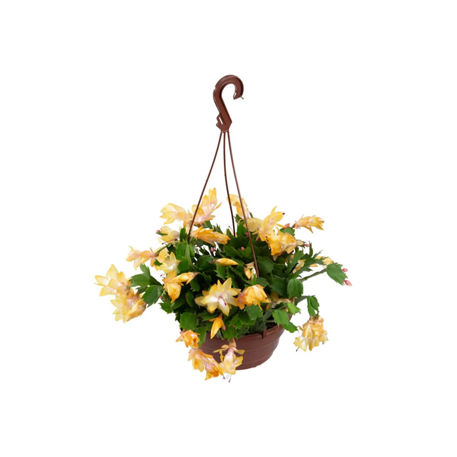 Flor-de-Maio-Amarela-Cuia-21.webp