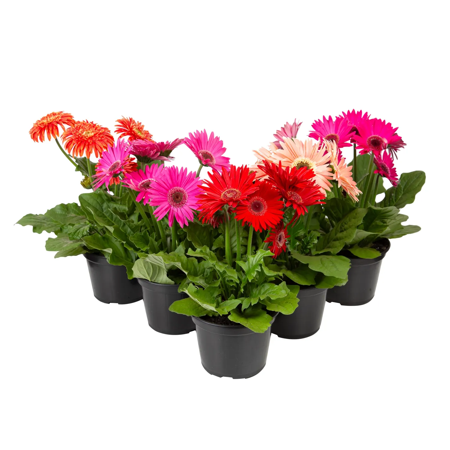 Gerbera-3-Folhas-Planta-Natural-Pote-14.webp