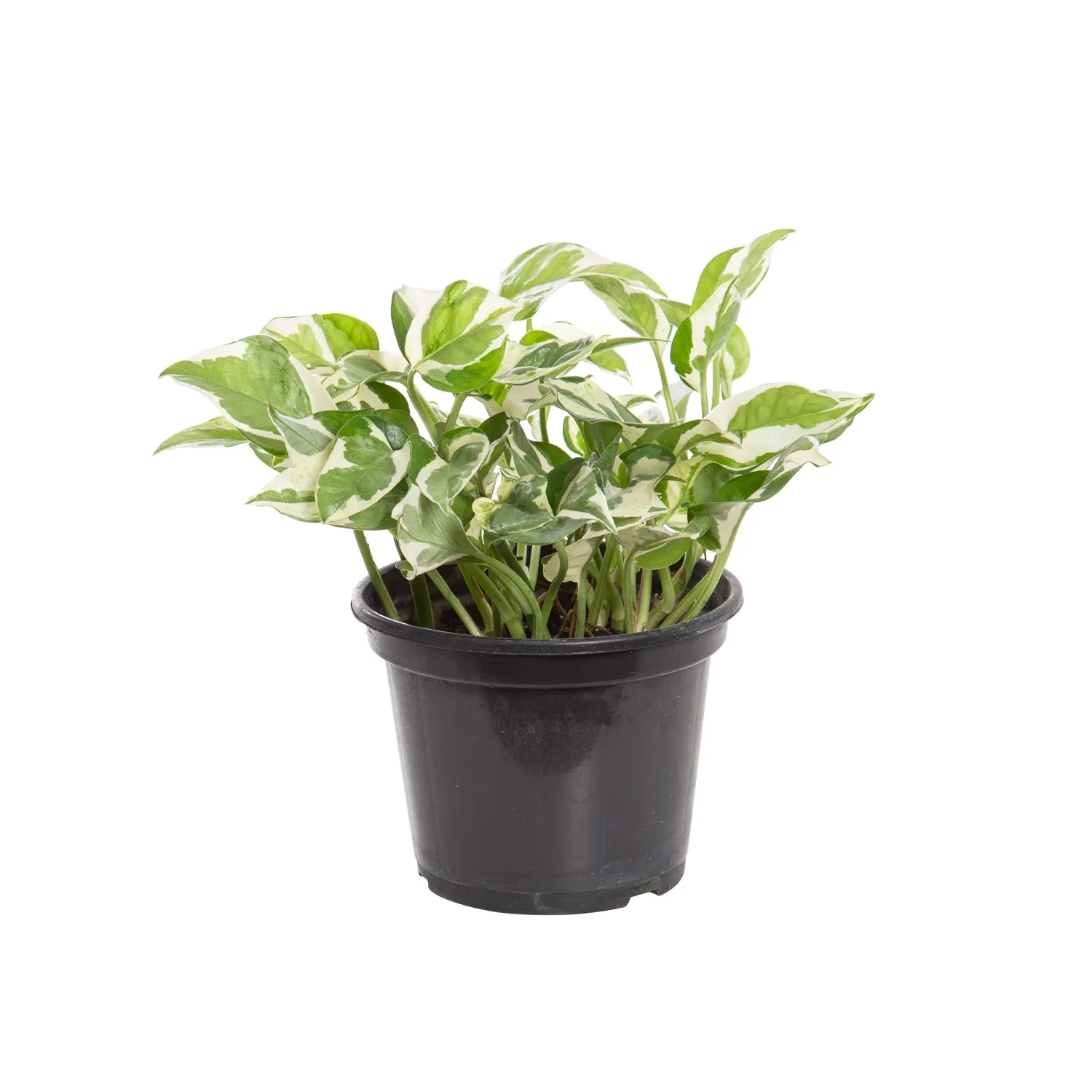 Jiboia-Njoy-Planta-Natural-Pote-15.webp