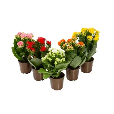 Kalanchoe-Dobrado-Mini-Pote-06.webp